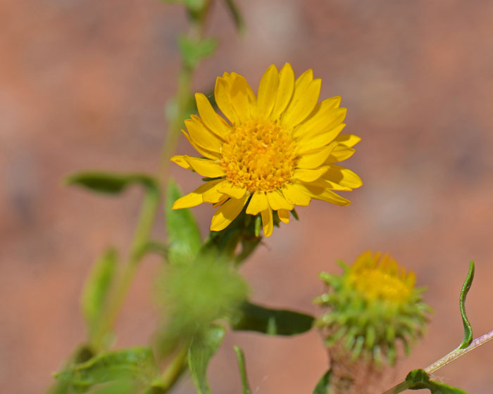 Curlycup Gumweed has yellow daisy-like flowers, often but not always with both ray and disk florets as shown in the photo. Some specimens may have zero ray florets. Grindelia squarrosa